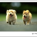 강아지왈츠 이미지