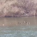 홍매화 민박 이미지