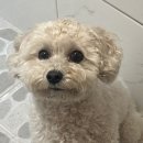 지킴메디 | 강아지 이사후 고립불안 자가 훈련 후기 방법공유