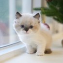 대구펫 강아지분양 고양이분양 이미지