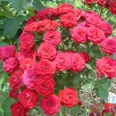 영흥농장 이미지