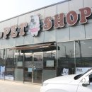 채리애견샵 이미지