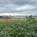 즐거운농장 이미지