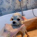 아임그루머 이미지