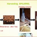 수벌 애 벌레의 제품 APILARNIL- 수확, 활용, 임상사례 이미지