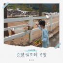 증평 벨포레 목장 예약 양떼 몬테소리 웰컴키즈 방문후기