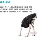 커피타조 - 110014 | 커피타조