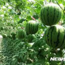 제내농장 이미지