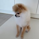 김채안퍼피살롱 | 4th week of September