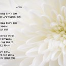 국화옆에서 Daum카페