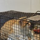 이천축산업협동조합동물병원 | 마당냥이 이야기8) 25년 길고양이 TNR 중성화 신청 - 이천시
