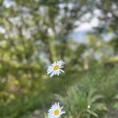 변산해수욕장 | 📍 변산해수욕장 캠핑장 이용후기 – 솔직리뷰 &amp; 꿀팁 총정리 feat.샤스타 데이지 실시간 개화상황