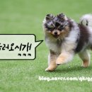 퍼피쿵