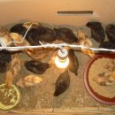 주령축산 이미지