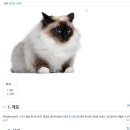 버만캣패밀리 | [안산] 버만 캣 패밀리(버만 고양이 카페)