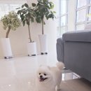 댕댕이쁘띠샵 이미지