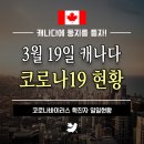 [🍁둥지이민_이민정보🐤][3월19일] 캐나다 코로나바이러스 확진자 현황과 BC주 현황을 알려드립니다. 이미지