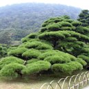 시코쿠(四國)섬의 다까마쓰(高松)를 가다.(3)...일본에서도 유명하다는 리쓰린(栗林)을 보다 이미지