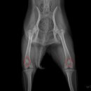 24시 웰니스 동물 의료센터 이미지