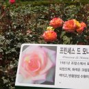 윗골 Daum카페