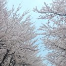 송이조각공원 | [2025년도 양양 벚꽃] 양양송이조각 공원 벚꽃 만개 인생 샷 찍기🌸🌸