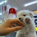 야옹아 멍멍해봐 강아지고양이 충남서산점 이미지