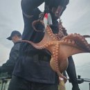 세진호 | 녹동문어낚시배 흑룡호 2024년07월11일 조황