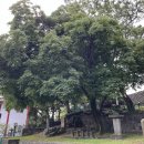 나무이야기 이미지