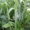 새벽농장 이미지