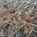 약나무마실 이미지