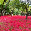 영광 불갑사 상사화 축제 후기