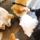 재미나개 이미지