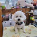 폼나개이뿌개 이미지