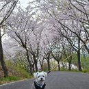 이원초등학교 | [충남 태안] 태안 벚꽃 명소 🌸이원초등학교/ 가제산(가재산) 벚꽃길_야간 점등 행사