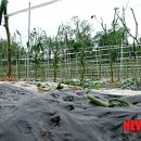 춘천시농업기술센터 이미지