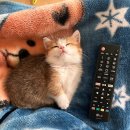 곤지암 동물병원 | 수원먼치킨숏레그 전문분양매장 고사남 분양후기