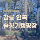 강릉) 연곡솔향기 캠핑장, A존 바다뷰 명당소개, 짐 쉽게나르는팁!