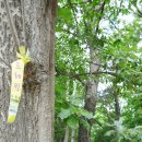 한북정맥 고양 문봉동재~고봉산~황금산~경의로~와석교차로~365치과~장명산~공릉천교하체육공원 종주 이미지