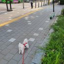 해뜨는 동물병원 해질녘책방 | 반포 동물병원 / 해뜨는 동물병원 해질녘 책방