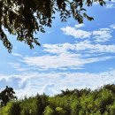 핑크뮬리 이미지