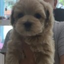 후니네멍멍이 이미지