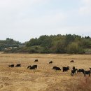 염소농장 이미지