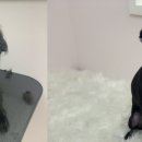 디어펫살롱 이미지