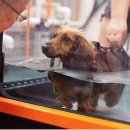 가족동물병원 이미지