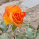 수원-0793 이미지