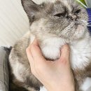 좋은 친구들 동물병원 이미지