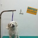 프리티펫 이미지