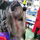 영광수산 | [평촌수산시장] 자연산 돌돔 내돈내산 구매후기 (전남영광수산)