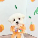 꽃단장하시개