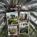 한밭마을 | 🌿 대전 한밭수목원 실내코스ㅣ열대식물원 &amp; 다육식물원 후기